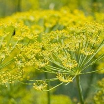 에센셜오일 펜넬스윗 Fennel sweet E.O, [ 1L ]