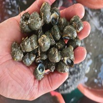 눈알고동 갯고동