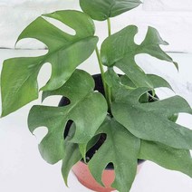 히메 아단소니 실내공기정화식물 몬테라스 몬스테라 공기청정식 7256ea, 본상품선택