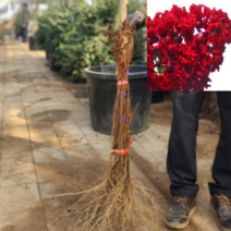 (D소망)신품종배롱나무(다이너마이트) 삽목2년 2그루