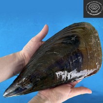 싱싱한 대왕 키조개 1마리 캠핑 조개구이 해감조개 조개요리, 대왕 키조개(중)