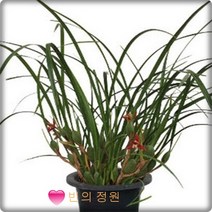 막실라리아 서양란 매력적인향기난 12센티화분 난화분선물