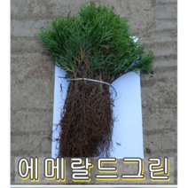 에메랄드그린 삽목2년묘(어린묘목) 10그루