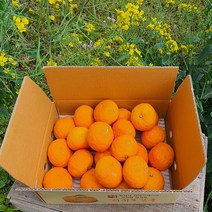 - 7일간반짝할인 - 제주 카라향 1.5kg 2.5kg(가정용) 나른한 봄을 깨우는 싱그러운 과즙이 팡팡!!, 2.5kg(15~22수  가정용)