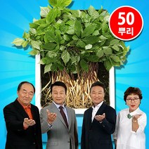 국내산 명품 청유담 새싹삼 인삼 50뿌리 110뿌리, 50뿌리(1박스)