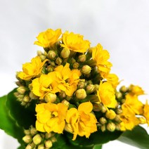 가랑코에 퀸로즈 대부농원 4색(빨강 분홍 주황 노랑), 빨강