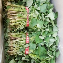 오지승 농장 꿀고구마 종순5kg(4월 1일부터 예약 주문 받습니다 ), 6월2일도착, 꿀고구마 모종5kg