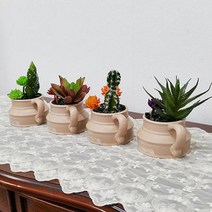 소소한생활 선인장4P세트, 단품