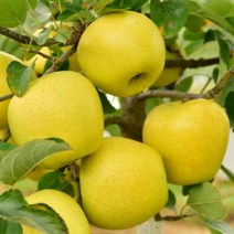 ★쭈니파파몰★ 포천사과 황금사과 한탄강사과 썬애플 5kg 16-18과 운악산고랭지사과 주상절리사과