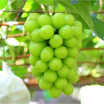 포도나무 묘목/ 샤인머스켓13호 (Shine muscat13) 유호포도 1년생