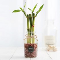 그린테라피 수경재배 식물 유리병 실내 공기정화식물 수경식물키우기 DIYSET, 개운죽+직선