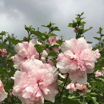 리서스원예 무궁화나무 겹꽃 루분홍심 무궁화묘목 삽목2년 H1.0 전후, 루분홍심 삽목2년