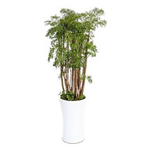 플라워리퍼블릭 폴리셔스3 kj1 축하화분배달 개업 선물 거실 미세먼지