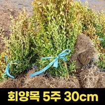 회양목 5주 30cm 울타리 아파트 조경 회양목나무, 1개