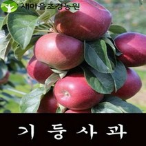 기둥사과 유실수 과일나무묘목 조경수 꽃나무, 1개