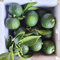 고흥 무농약 청유자 1kg 생유자 유자생과, 고흥 청유자 1kg