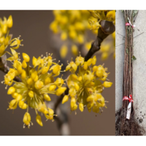 (성실D)산수유나무 실생2년 8그루