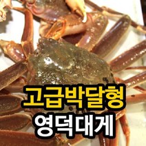 [영덕 강구항직송]영덕대게 고급박달형_수율80~90%/마리당 500g, 단품없음