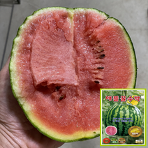 애플수박씨앗10립