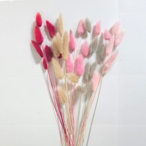캔들이케아 라그라스 프리저브드 드라이플라워, 연핑크