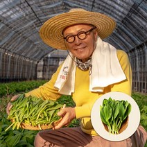 [첫물수확] 식객 허영만 추천 생명이나물 명의나물 산마늘 잎명이 대명이 1kg/2kg, 잎명이 1kg, 1개