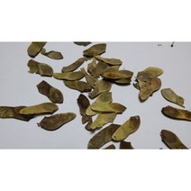 고로쇠단풍씨앗20g(100립)