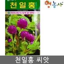 천일홍씨앗 100립, 단품