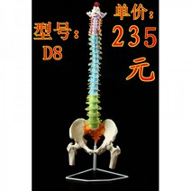 사람뼈모형 인체뼈 척추 자궁 인체모형도 출산 골반 214112, D8