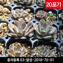 와송모종 20포기 - 직접키우는 약초 와송종자, 1개
