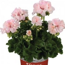 [어린모종]제라늄(영양계-조날) : 8cm분, 스마트 라이트핑크, 1개