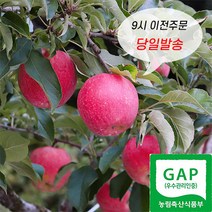 밀양얼음골 사과 고당도 정품 부사 사과, 3kg 13~14과 내외