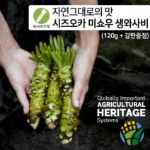 [와사비가게] 첨가물이 없는 자연그대로의 시즈오카 미쇼우 생와사비 120g(강판증정)