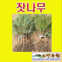 (G소망)잣나무묘목 실생5년생 7그루