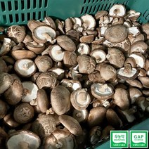 GAP인증 무농약인증 생표고버섯 실속형, 3kg, 1개