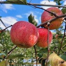 경북 경산 산지발송 부사사과 중 3kg /13과내외, 단품, 코코제이슨 본상품선택