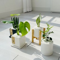 cocooning 키우기 쉬운 실내 초보자 공기 정화 청정 식물, 사각화이트, 올리브나무