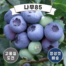 (나무85) 블루베리 6치 포트, 2. 블루베리(M7) 6치포트, 1개