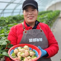 설화딸기 1팩 흰딸기 설향딸기, 설향딸기 750g (750g x 1팩)