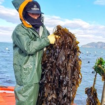 당일채취 청정고흥 싱싱 곰피 생곰피 물미역 옵션선택, 물미역 2kg