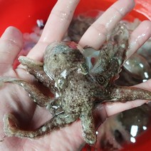 [KT알파쇼핑][산지직송] 싱싱한 서해안 제철 활 쭈꾸미 1kg 알배기 (7~13미내외)