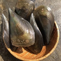 키조개2미 제철 캠핑모듬조개 캠핑조개 해산물 수산물 어패류 바지락 째복 명주 비단 갈미 백합조개 물총 백상합 모시 뿔소라 대합 개조개 참가리비구이 키조개 전복 삐뚤이소라 밀고동, 1개, 2미