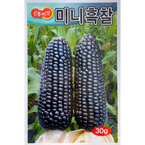 미니흑찰옥수수씨앗30g 크기는 작지만 맛은 최고인 미니흑찰옥수수