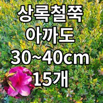 상록철쭉 아까도 15개 철쭉마켓 철쭉 묘목 꽃 나무 영산홍 연산홍 베니 정원 마당 조경수 정원수 울타리 화목류 철죽 농원 울타리, 상록철쭉 아까도 15개 30~40CM전후묘목