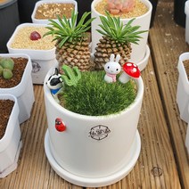 괴마옥 인테리어 화분 풀 세트 화분속 이쁜 파인애플 선인장을 키워보세요