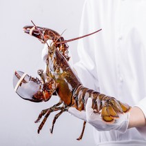 [직수입] 캐나다 활 랍스터 바닷가재 대왕 (600g/700g/1kg/1.5kg/2kg), 미디엄점보 1.8kg 내외