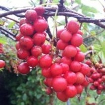 오미자나무 묘목 30주