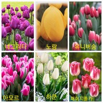 화산농원 네덜란드 튤립구근 각10구, 페이지폴카