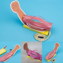 팔 근육 모형 조립 키트 만들기 신체 몸 구조 명칭 기능 교육 학습 운동 움직임 관찰 교구