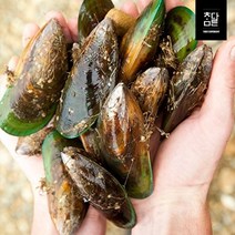 참다른 자연산 섭 담치 1kg 10미 내외 / 대