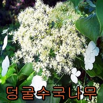 등수국 나무 개화주 1그루 나무묘목 과실수 꽃나무 조경수 관목